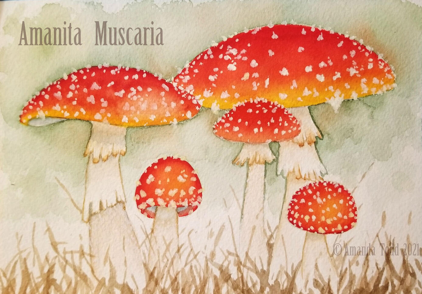 Amanita Muscaria - Watercolor